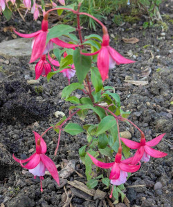 Tennessee Walz 2025 11.15..jpg