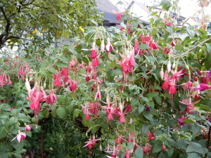 Gerbur E. ausputzen.JPG