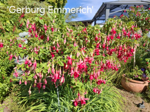 Gerburg Emmerich 5.jpg