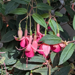 Leonora 2025 09.06..jpg