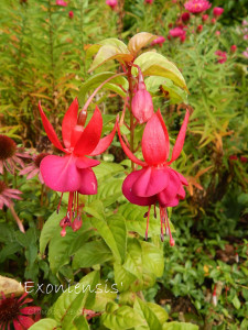 Exoniensis (2)klein.jpg