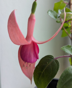 Leonora 2026 02.12..jpg