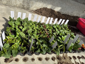 Image - 2026-02-17T082115.549.jpg