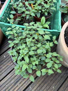 Image - 2026-04-28T114044.557.jpg