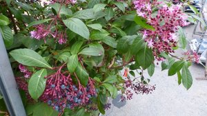 Fuchsie.jpg