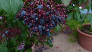 F. arborescens Früchte.jpg