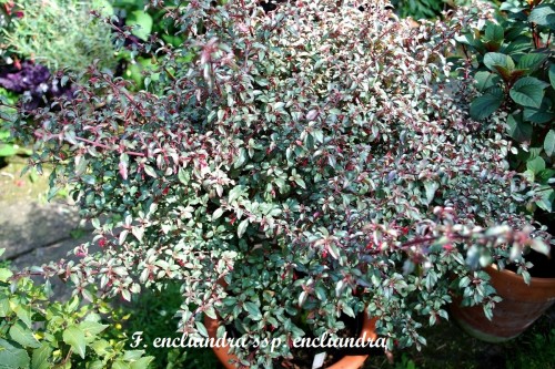F. encliandra ssp. encliandra.jpg