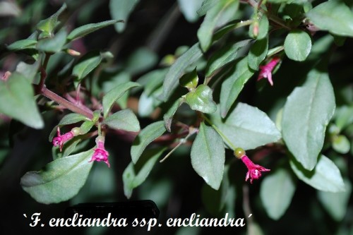 F. enclandra ssp. encliandra 1.JPG
